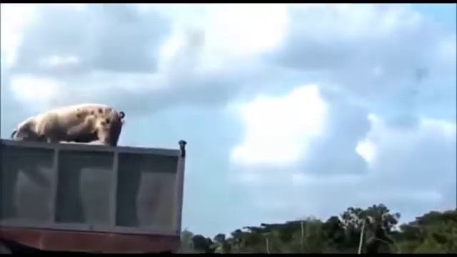 Остановите вите надо выйти🐷🐖 смотреть онлайн