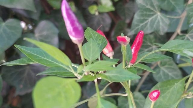 Строительные Нарративы