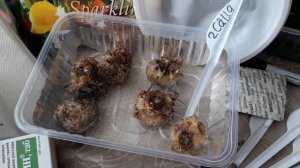 Каллы , посадка в горшки для раннего цветения !