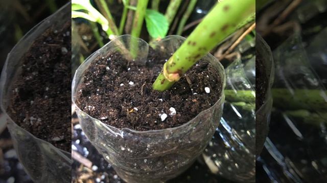 How to Root a Hydrangea Plant (super easy) смотреть онлайн