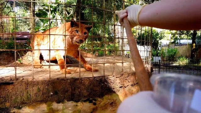 How to give an ELDERLY SERVAL his Medication!! смотреть онлайн