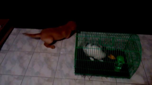 Золотой ретривер часть 2 смотреть онлайн