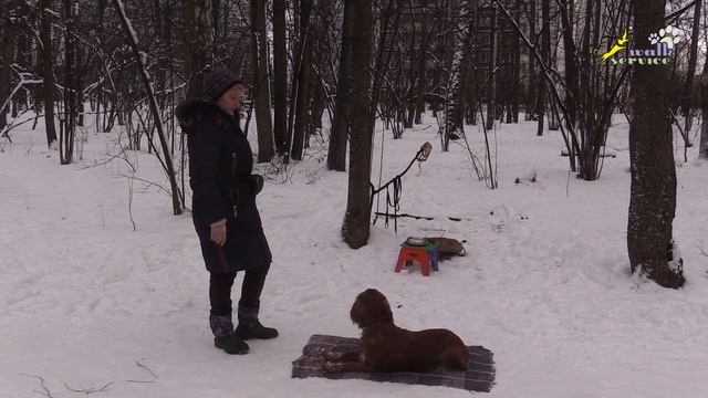 Как научить правильно команде место рядом апорт, русский охотничий спаниель смотреть онлайн