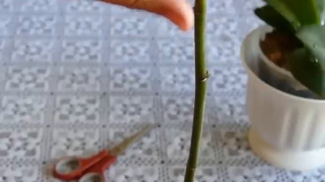 ✅ Как обрезать цветонос у орхидеи фаленопсис после цветения смотреть онлайн