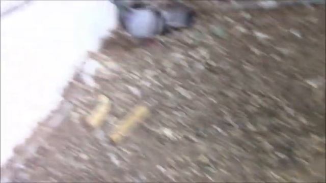 Putting the baby pigeon back onto the nest. смотреть онлайн