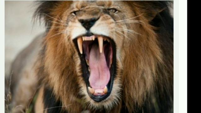 топ самых смертоностных животных смотреть онлайн