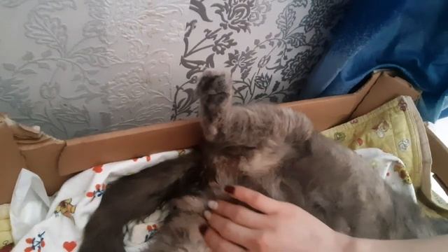 Роды британской кошки, признаки родов у кошки. Смотрите следующие видео продолжение смотреть онлайн