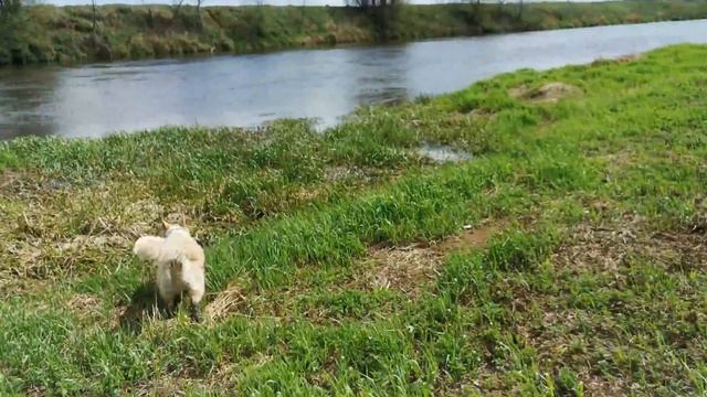 Жучка чуть не утонула в болоте.