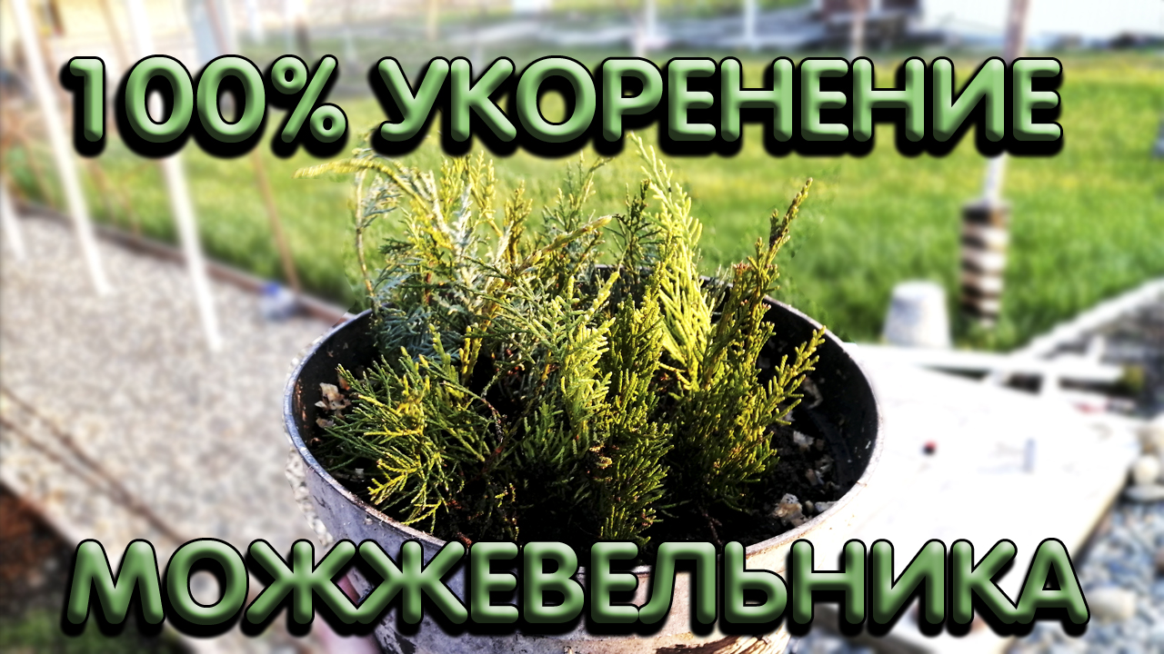 Размножение можжевельника черенками I черенкование можжевельника весной I смотреть онлайн