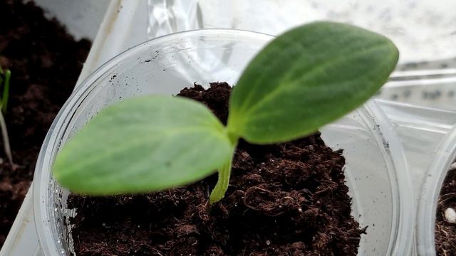 1 мл этого и рассада становится толстенькой и низенькой! смотреть онлайн