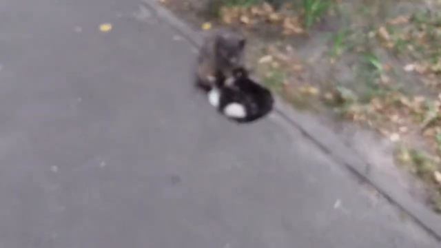 Котята пьют молоко смотреть онлайн