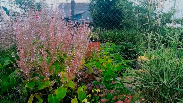 ШАЛФЕЙ МУСКАТНЫЙ. ОДНИ ПЛЮСЫ. Посадите у себя на участке смотреть онлайн