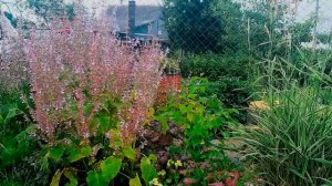 ШАЛФЕЙ МУСКАТНЫЙ. ОДНИ ПЛЮСЫ. Посадите у себя на участке