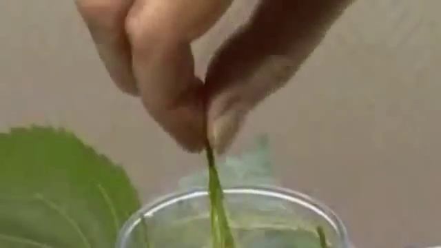 Липа мелколистная  Рецепты из липы