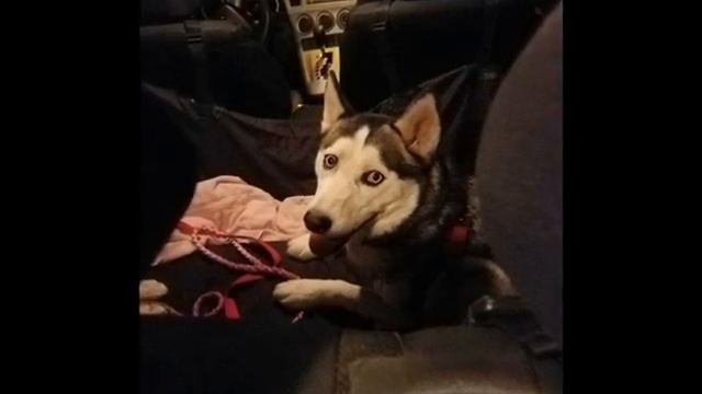 Двух хаски бросили в парке с игрушками и грустной запиской смотреть онлайн