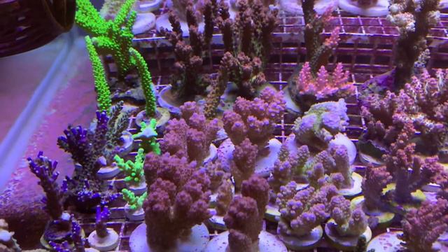 Signature Acro «REEF EXCLUSIVE»