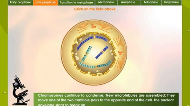 Mitosis смотреть онлайн
