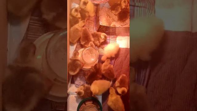 наконец то вылупились гусята