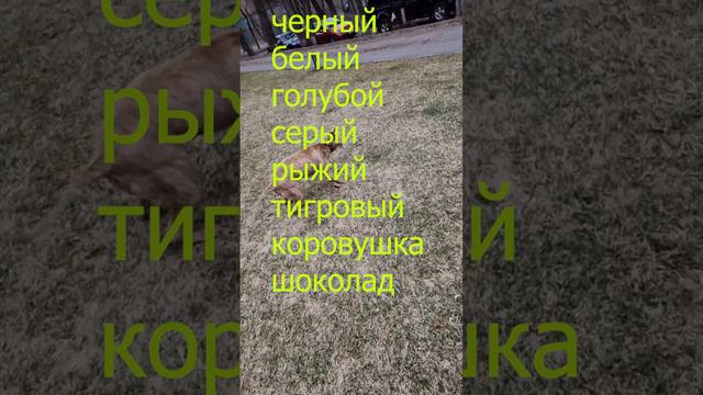 А какого цвета твой питбуль? #собака#факты#питбуль#интересныефакты смотреть онлайн