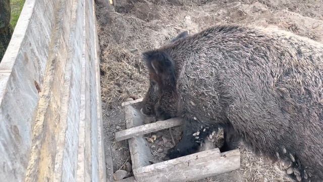 ДУШ для ДИКОГО КАБАНА. Уникальная порода свиней. Красота заброшенного хутора. смотреть онлайн