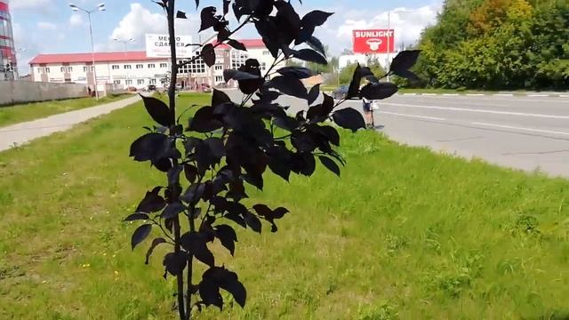 Декоративная яблоня с необычным цветом листьев смотреть онлайн