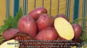 Картофель Лаура