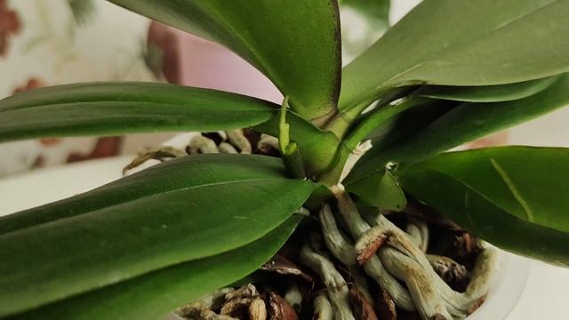 Как правильно обрезать орхидею мультифлору после цветения. смотреть онлайн