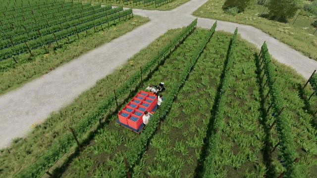 Manual Grapes Harvest (Full Animated Mod) | Farming Simulator 22