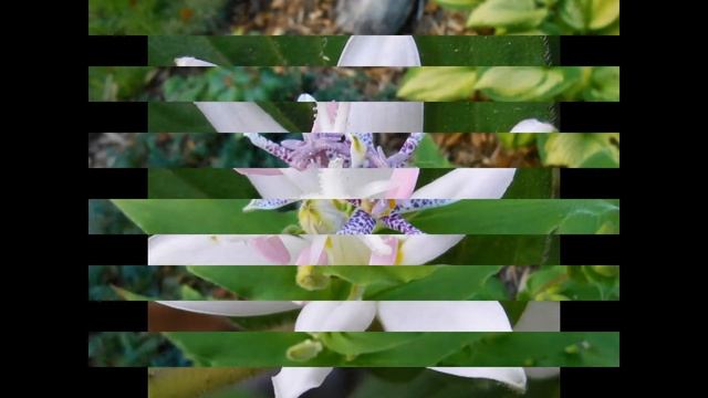 ТРИЦИРТИС (TRICYRTIS) сем. Калахортовые смотреть онлайн