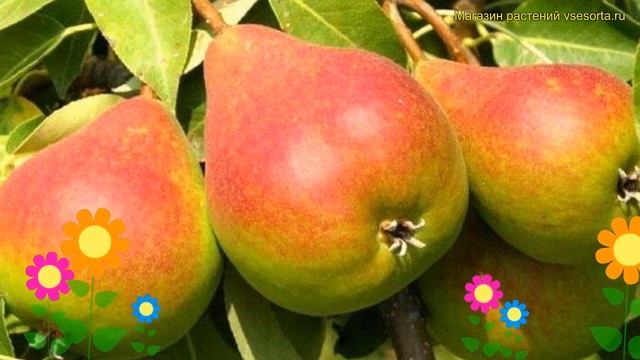 Груша обыкновенная Юрьевская. Краткий обзор, описание характеристик Pyrus Communis