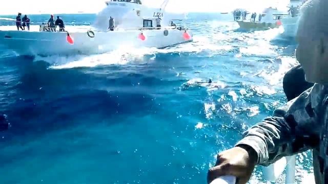 Дельфины красного моря. смотреть онлайн