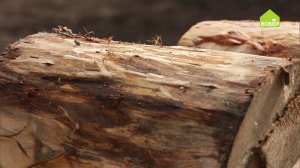 Как снять кору с бревна