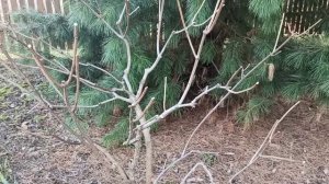 Хвойные растения в моём саду.