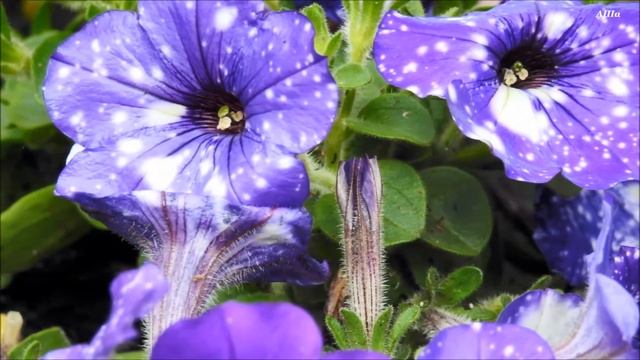 С днём Рождения,ЛИДИЯ !!! смотреть онлайн