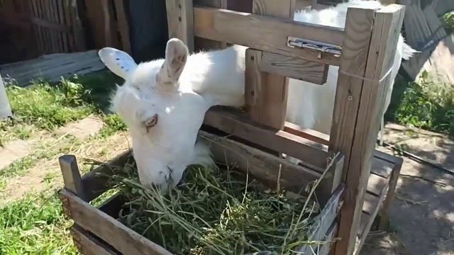 ❤️Доильный станок для коз своими руками. Размеры станка.Коза спокойно стоит на дойке. Козы. Козлята смотреть онлайн