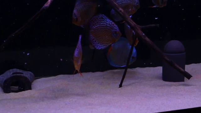 LED свет Биодизайн Marine Blue (MB) смотреть онлайн