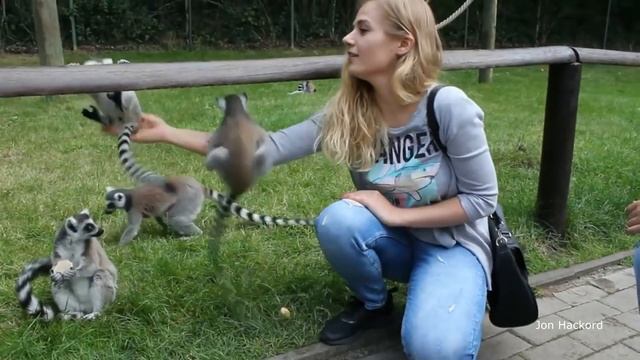 FUNNY LEMURS | СМЕШНЫЕ ЛЕМУРЫ смотреть онлайн
