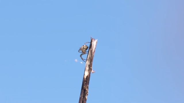 Drawn to Nature: Gilbert White and the Artists смотреть онлайн