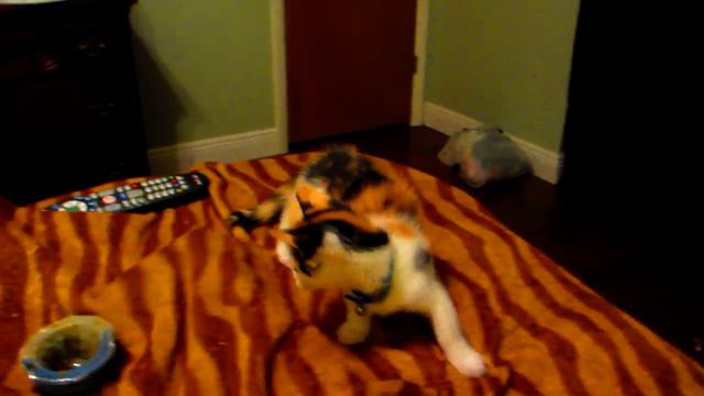 Mini the Munchkin finger chasing смотреть онлайн