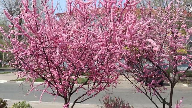 Тест камеры Canon M100. Природа и цветущая Сакура!