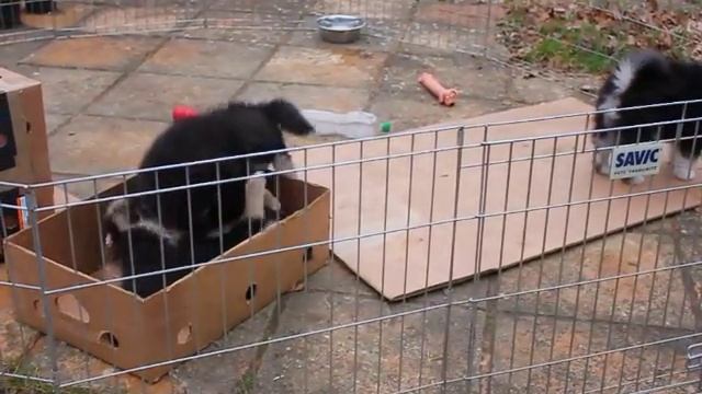Finnish Lapphund Puppies Playing смотреть онлайн