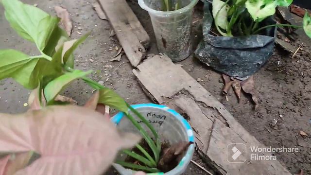 Obral Singonium Pink Perfection 15 Ribu ||maddani Garden|| Ummu Aimal Mutoharoh