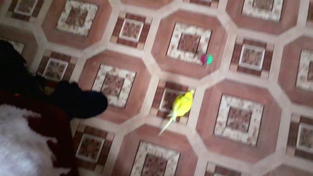 Как быстро бегает волнистый попугай!? БЕГ ПОПУГАЯ ЗА ШАРИКОМ! смотреть онлайн