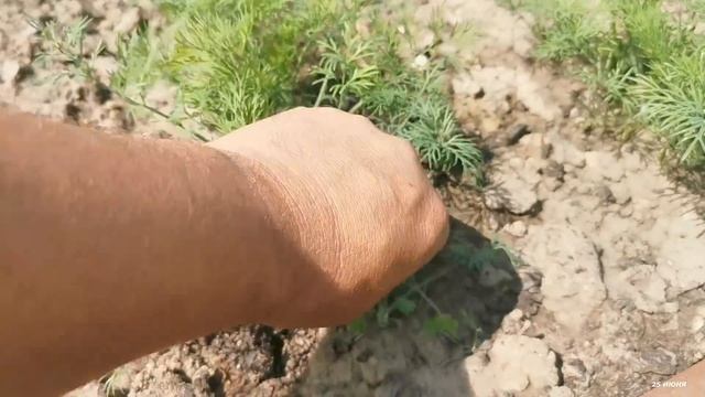 ДАЧА 6 СОТОК. НАШ ДНЕВНИК 2020 (24-25 июня) смотреть онлайн