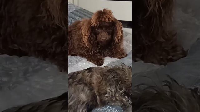 мальтипу-шипУникальные щенки. Атаманша зажигает смотреть онлайн