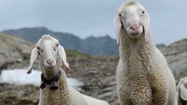 Секреты кормления овец | Овцеводство | Кормление овец в стойле и на пастбище | Что едят овцы смотреть онлайн