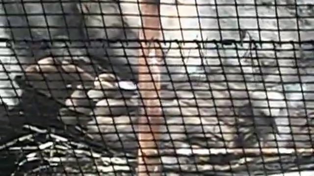 новосибирский зоопарк разные птицы 7 часть смотреть онлайн