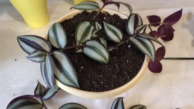 Традесканции. Укореняем лёжа! Причина коричневых пятен на листьях?