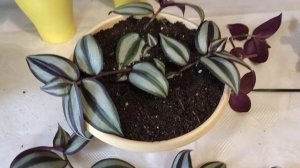 Традесканции. Укореняем лёжа! Причина коричневых пятен на листьях?