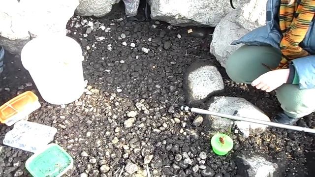 Кормлю норку рыбкой смотреть онлайн